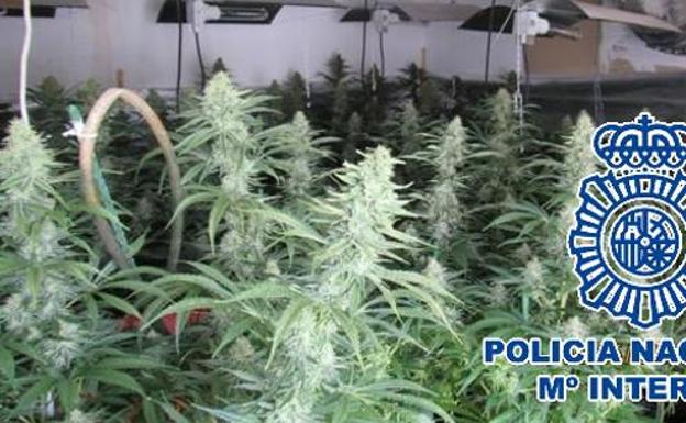 Desmantelan En Marbella Dos Cultivos De Marihuana Y Detienen A 14